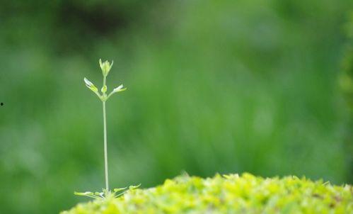春春草在线观看,在线观看，探寻青春的绿色篇章