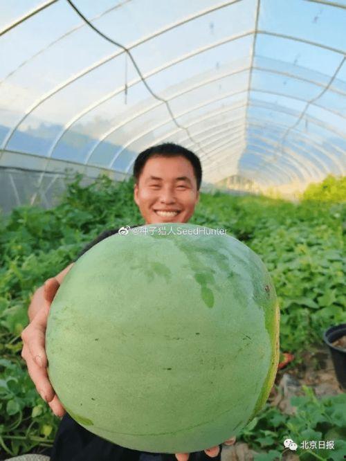 免费吃瓜长什么样子,免费吃瓜背后的神秘世界揭秘